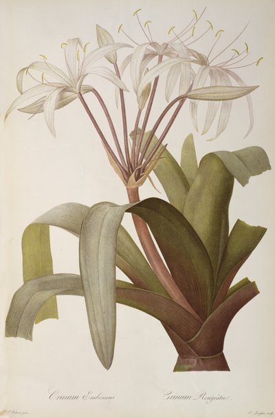 Crinum Erubescens or Crinum Rougeatre, from 